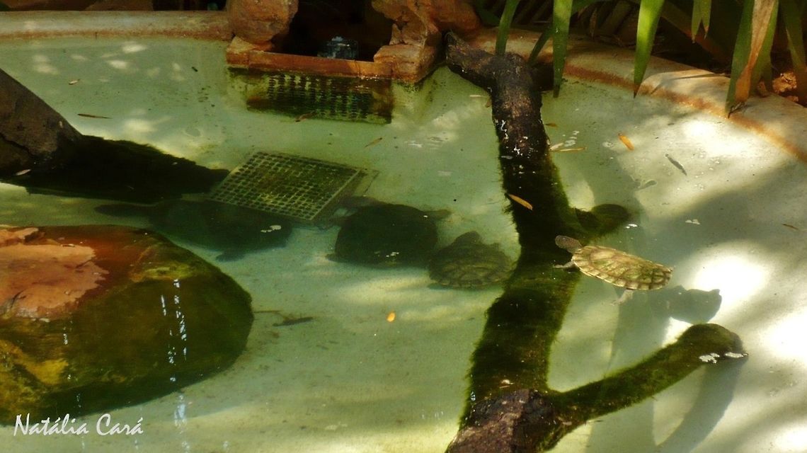 Tuberculate Toad-headed Turtle (Mesoclemmys tuberculata) Taken in July 2015, at the S&atilde;o Paulo Zoo, in Brazil. Known as C&aacute;gado-do-nordeste, in Portuguese. Brazil,Cheloniidae,Geotagged,Mesoclemmys,Mesoclemmys tuberculata,South America,Winter,reptile,tuberculate toad-headed turtle,turtle