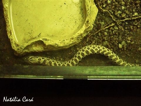 Western hognose snake