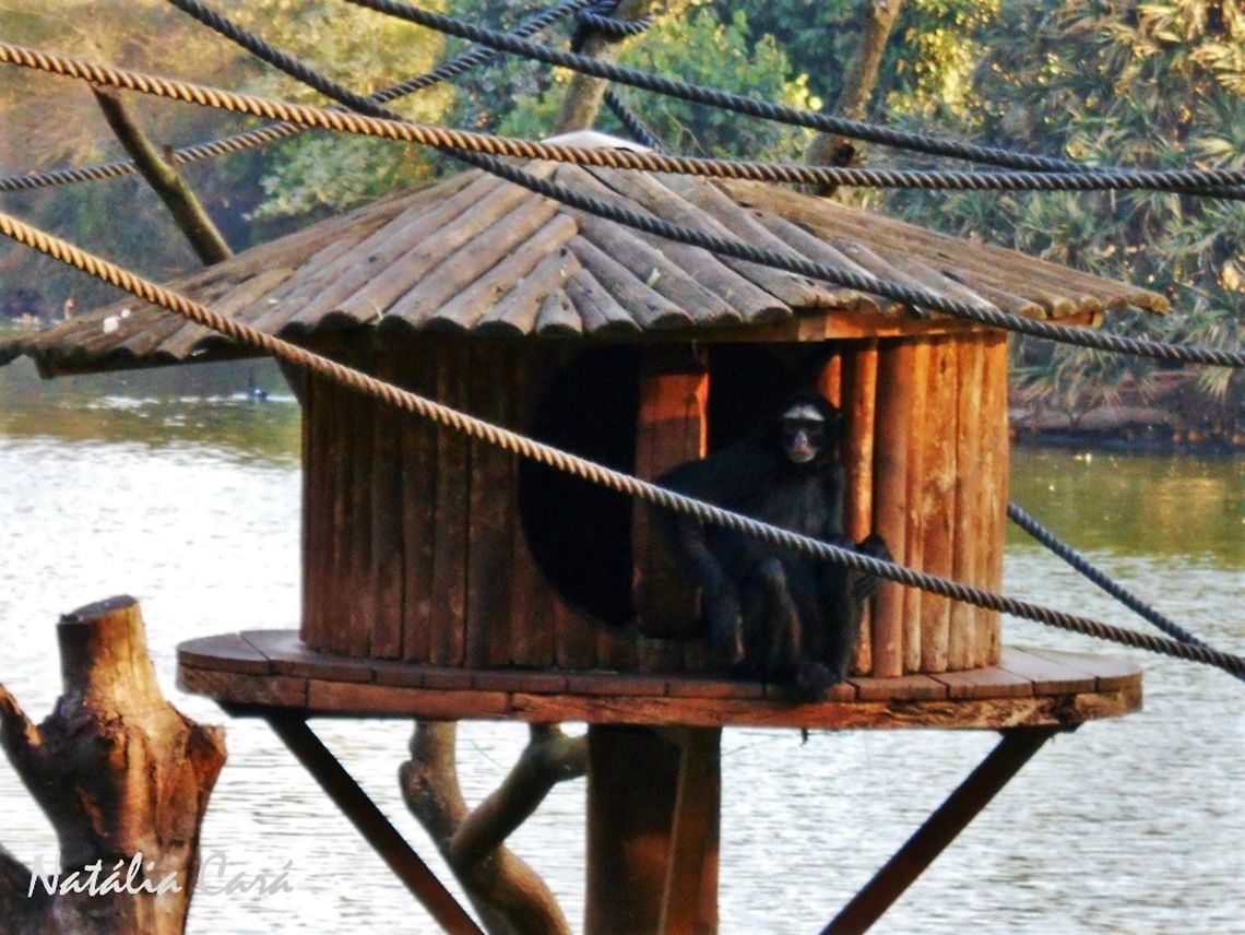 White-cheeked Spider Monkey (Ateles marginatus) Taken in July 2015, at the S&atilde;o Paulo Zoo, in Brazil. Known as Macaco-aranha-de-testa-branca, in Portuguese. Ateles marginatus,Brazil,Geotagged,South America,White-cheeked spider monkey,Winter,mammals,monkey,primate,spider monkey