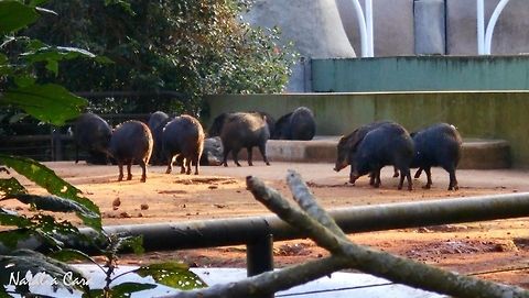 White-lipped Peccary (Tayassu pecari) Taken in July 2015, at the S&atilde;o Paulo Zoo, in Brazil. Known as Queixada, in Portuguese. Brazil,Geotagged,South America,Tayassu,Tayassu pecari,White-lipped peccary,Winter,mammals,peccary