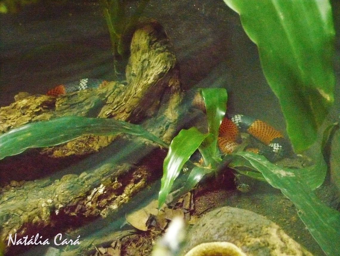 False Coral (Erythrolamprus aesculapii) Taken in April 2015, at the Butantan Institute, in S&atilde;o Paulo, Brazil. Known as Falsa-coral, in Portuguese. Brazil,Erythrolamprus,Erythrolamprus aesculapii,Geotagged,South America,Winter,reptile,serpent,snake