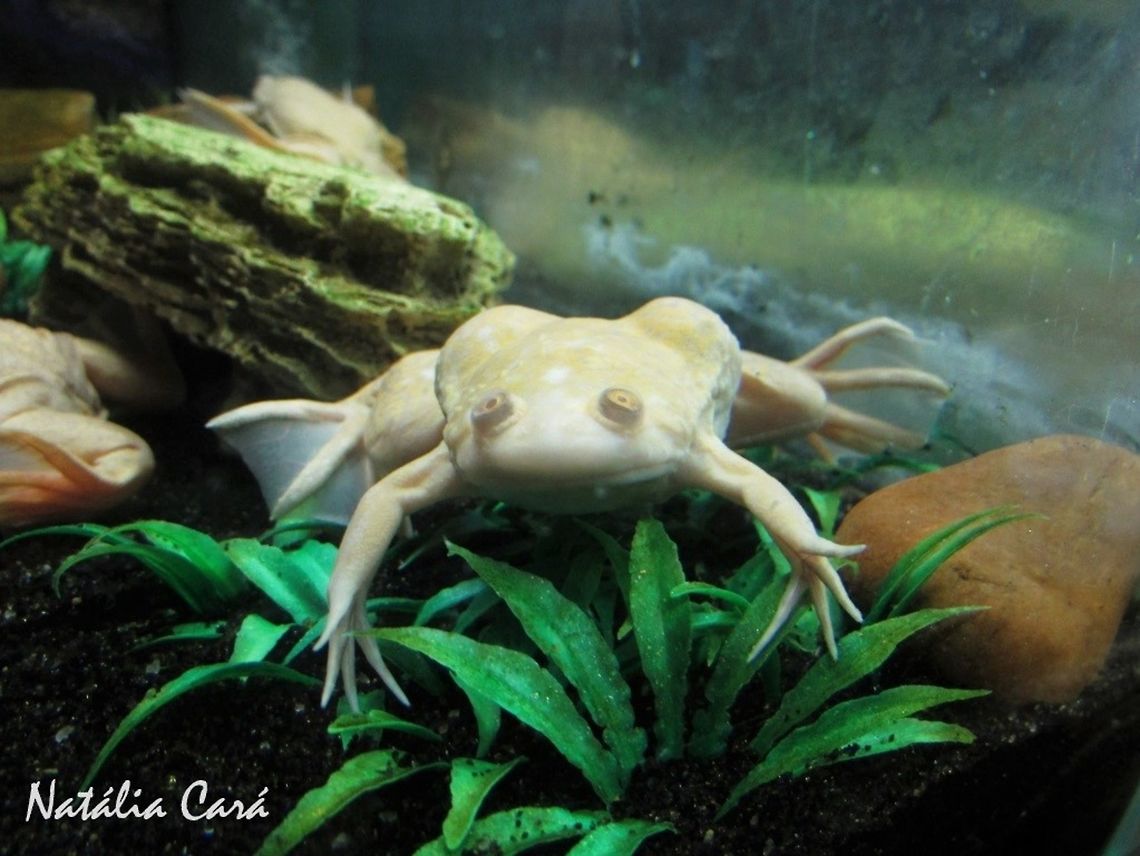 African Clawed Frog (Xenopus laevis) Taken in June 2016, at the S&atilde;o Paulo Aquarium, in Brazil. Known as R&atilde;-de-unhas-africana, in Portuguese. African clawed frog,Brazil,Geotagged,South America,Winter,Xenopus,Xenopus laevis,amphibian,frog