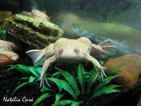 African Clawed Frog (Xenopus laevis) Taken in June 2016, at the São Paulo Aquarium, in Brazil. Known as Rã-de-unhas-africana, in Portuguese. African clawed frog,Brazil,Geotagged,South America,Winter,Xenopus,Xenopus laevis,amphibian,frog