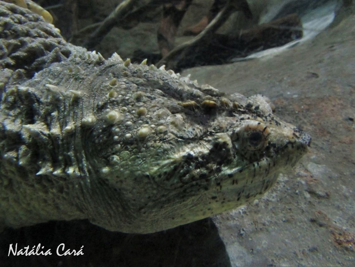 Common Snapping Turtle (Chelydra serpentina) Taken in June 2016, at the S&atilde;o Paulo Aquarium, in Brazil. Known as Tartaruga-mordedora, in Portuguese. Brazil,Cheloniidae,Chelydra serpentina,Common snapping turtle,Geotagged,South America,Winter,reptile,snapping turtle,turtle