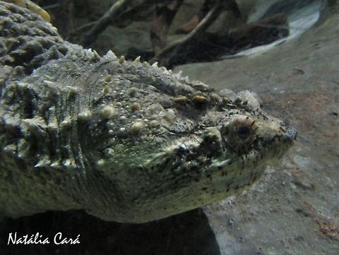 Common Snapping Turtle (Chelydra serpentina) Taken in June 2016, at the São Paulo Aquarium, in Brazil. Known as Tartaruga-mordedora, in Portuguese. Brazil,Cheloniidae,Chelydra serpentina,Common snapping turtle,Geotagged,South America,Winter,reptile,snapping turtle,turtle