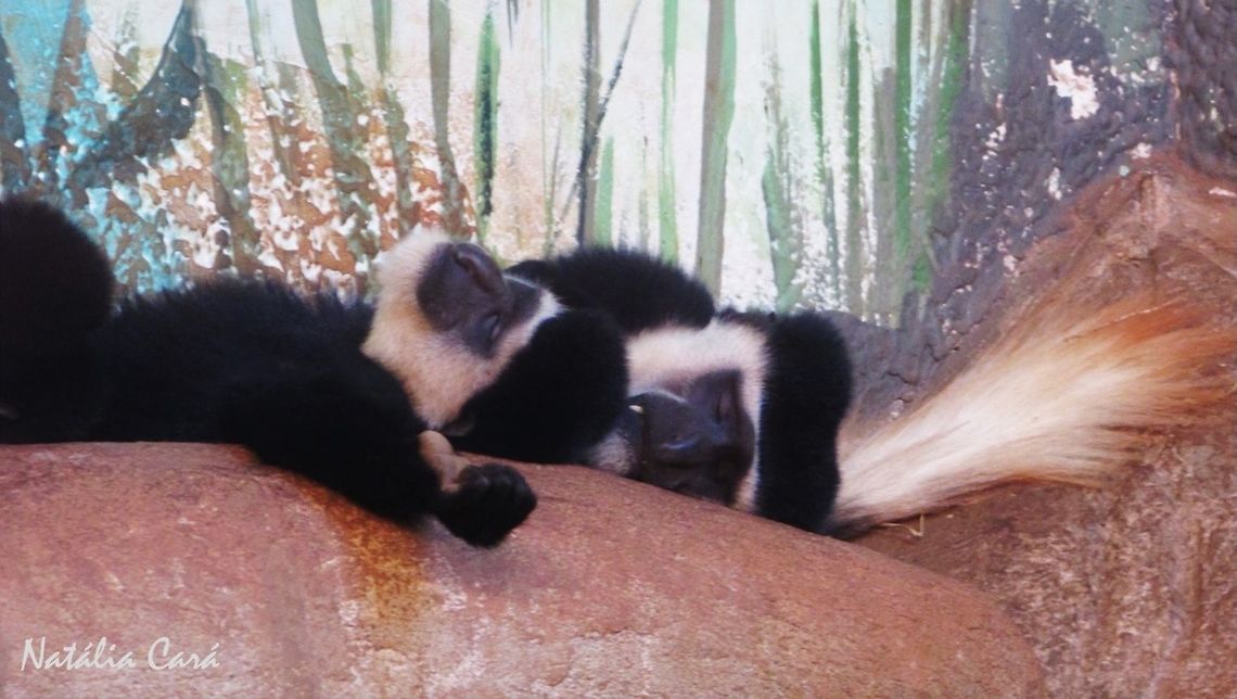 Eastern Black-and-White Colobus (Colobus guereza) Taken in June 2016, at the S&atilde;o Paulo Aquarium, in Brazil. Known as Colobus, in Portuguese. Brazil,Colobus guereza,Geotagged,Mantled guereza,Winter,colobus,eastern black-and-white colobus,mammals,monkey,primate