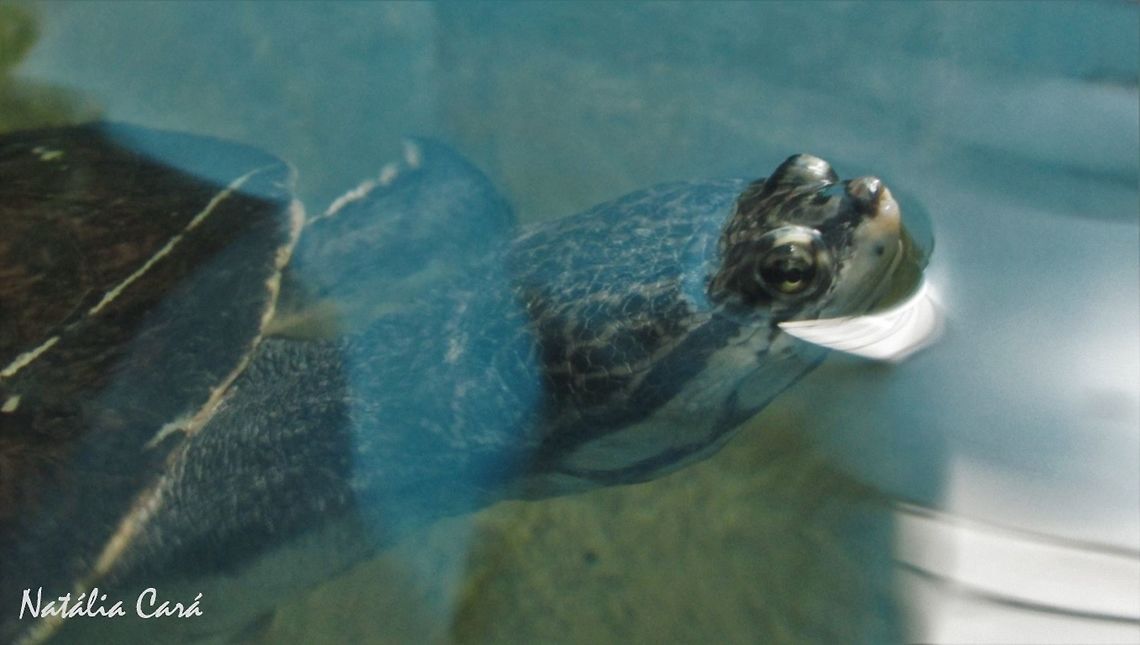 Geoffroy's Side-necked Turtle (Phrynops geoffroanus) Taken in June 2016, at the S&atilde;o Paulo Aquarium, in Brazil. Known as C&aacute;gado-de-barbicha, in Portuguese. Brazil,Cheloniidae,Geotagged,Phrynops geoffroanus,South America,Winter,reptile,turtle