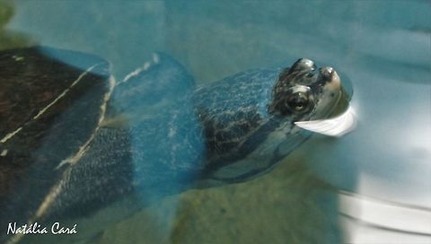 Geoffroy’s side-necked turtle