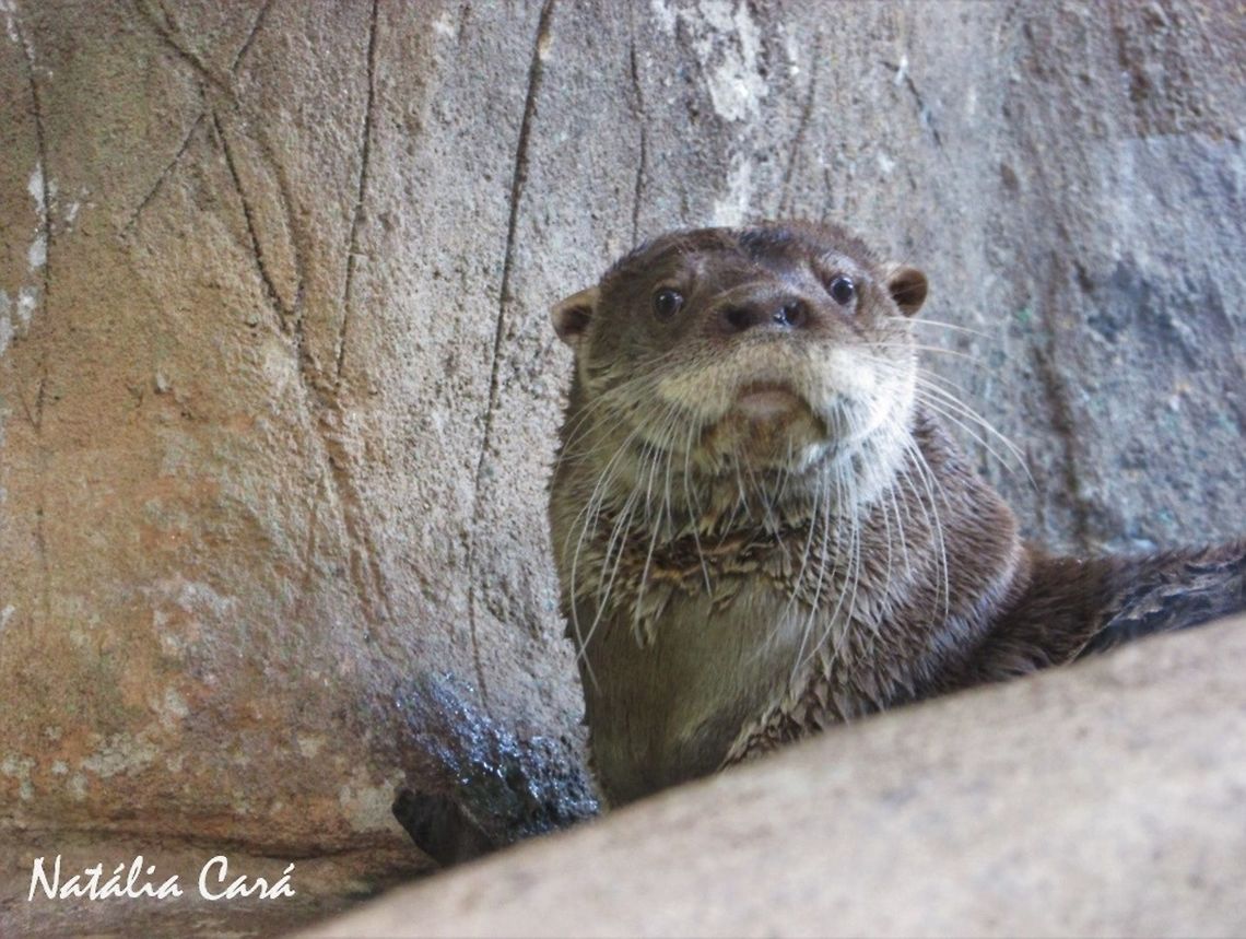 Neotropical Otter (Lontra longicaudis) Taken in June 2016, at the S&atilde;o Paulo Aquarium, in Brazil. Known as Lontra Neotropical, in Portuguese. Brazil,Geotagged,Lontra,Lontra longicaudis,Neotropical otter,South America,Winter,mammals,otter