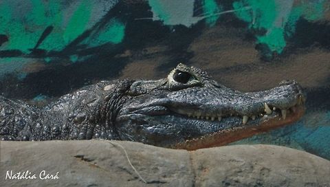Yacare Caiman (Caiman crocodilus yacare) Taken in June 2016, at the S&atilde;o Paulo Aquarium, in Brazil. Known as Jacar&eacute;-do-Pantanal, in Portuguese. Brazil,Caiman,Caiman yacare,Crocodilia,Geotagged,South America,Winter,Yacare caiman,crocodilus yacare,reptile