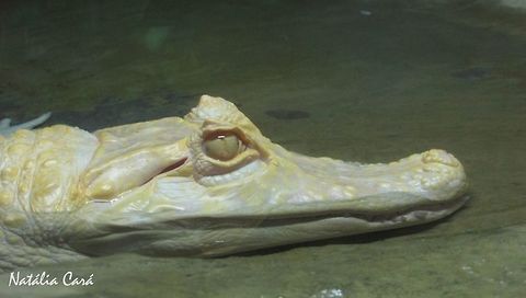 Albino Yacare Caiman (Caiman crocodilus yacare) Taken in June 2016, at the S&atilde;o Paulo Aquarium, in Brazil. Known as Jacar&eacute;-do-pantanal, in Portuguese. Brazil,Caiman crocodilus yacare,Caiman yacare,Crocodilia,Geotagged,South America,Winter,Yacare caiman,caiman,reptile,yacare caiman
