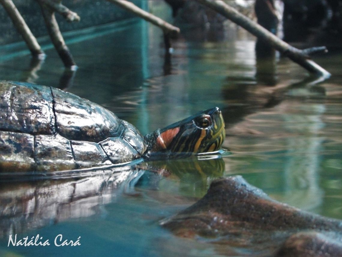 Red-eared Slider (Trachemys scripta elegans) Taken in June 2016, at the S&atilde;o Paulo Aquarium, in Brazil. Known as Tartaruga-de-ouvido-vermelho, in Portuguese. Brazil,Cheloniidae,Geotagged,Red-eared slider,South America,Trachemys,Trachemys scripta elegans,Winter,reptile,slider,turtle