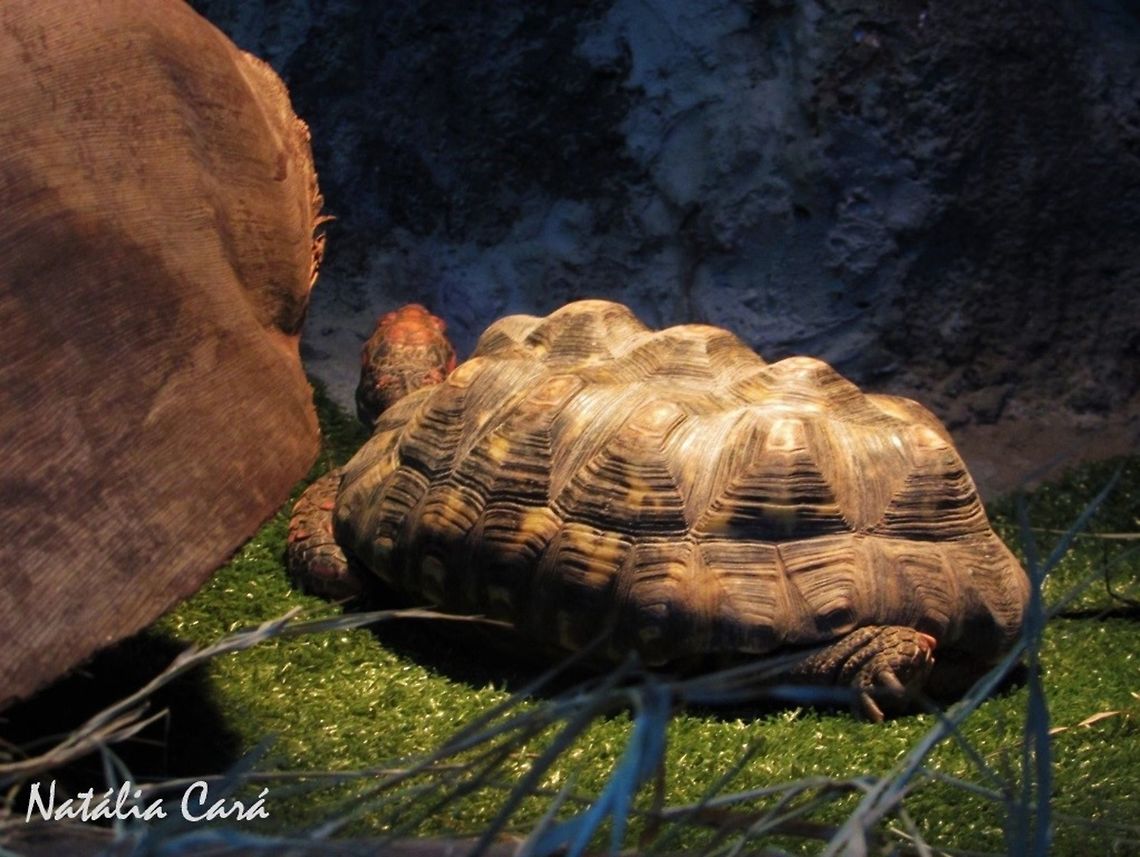 Red-footed Tortoise (Chelonoidis carbonaria) Taken in June 2016, at the S&atilde;o Paulo Aquarium, in Brazil. Known as Jabuti-piranga, in Portuguese. Brazil,Cheloniidae,Chelonoidis,Chelonoidis carbonaria,Geotagged,Red-footed tortoise,South America,Winter,reptile,tortoise