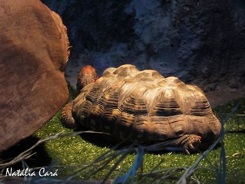 Red-footed Tortoise (Chelonoidis carbonaria) Taken in June 2016, at the S&atilde;o Paulo Aquarium, in Brazil. Known as Jabuti-piranga, in Portuguese. Brazil,Cheloniidae,Chelonoidis,Chelonoidis carbonaria,Geotagged,Red-footed tortoise,South America,Winter,reptile,tortoise