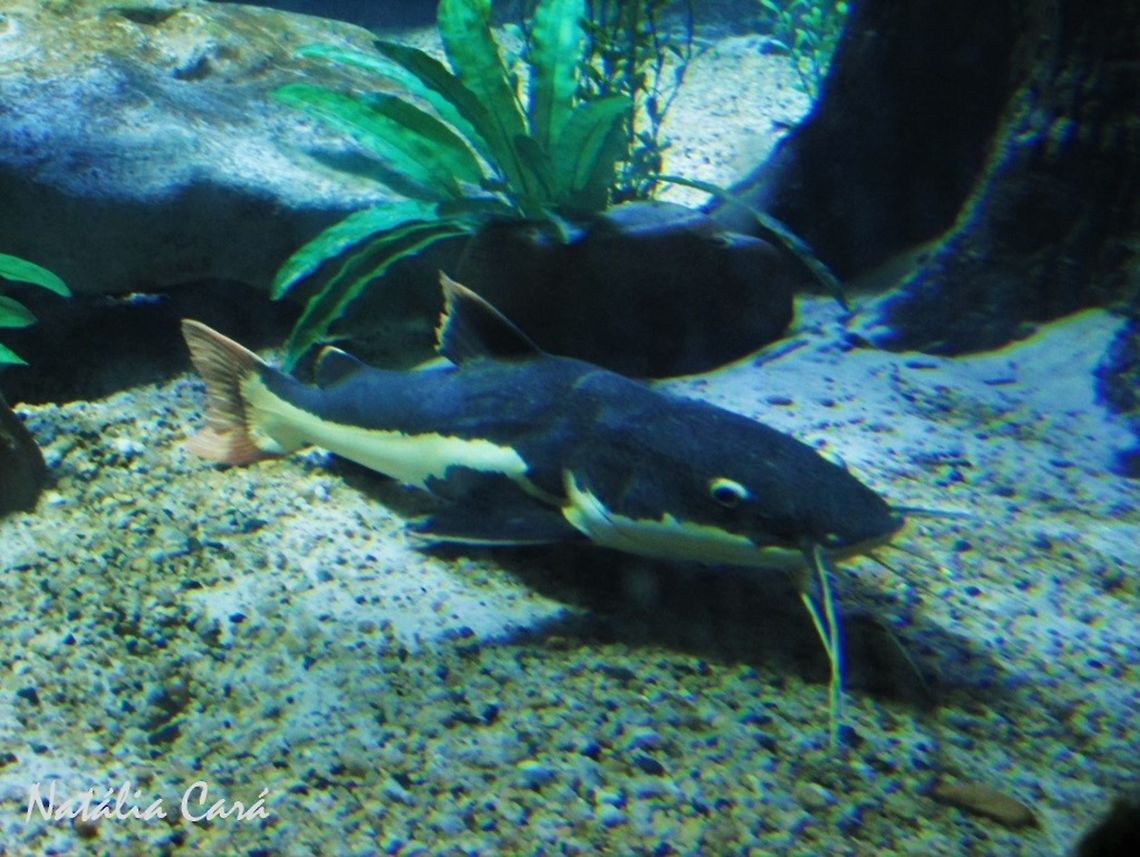 Red-tailed Catfish (Phractocephalus hemioliopterus) Taken in June 2016, at the S&atilde;o Paulo Aquarium, in Brazil. Known as Pirarara, in Portuguese. Brazil,Geotagged,Phractocephalus,Phractocephalus hemioliopterus,Redtail catfish,South America,Winter,catfish,fish