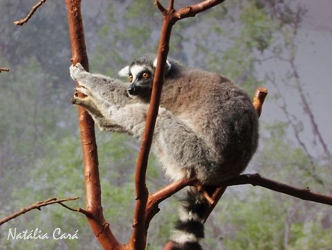 Ring-tailed Lemur (Lemur catta) Taken in June 2016, at the São Paulo Aquarium, in Brazil. Known as Lêmure-de-cauda-anelada, in Portuguese. Brazil,Geotagged,Lemur catta,Ring-tailed lemur,Winter,lemur,mammals,primate