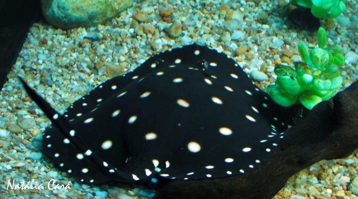 Xingu River Ray (Potamotrygon leopoldi) Taken in June 2016, at the S&atilde;o Paulo Aquarium, in Brazil. Known as Raia-de-&Aacute;gua-Doce, in Portuguese. Brazil,Geotagged,Potamotrygon,Potamotrygon leopoldi,South America,Winter,Xingu River ray,ray