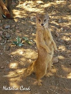 Yellow Mongoose (Cynictis penicillata) Taken in February 2015, near Windhoek, Namibia. Known as Witkwasmuishond, in Afrikaans. Africa,Cynictis,Cynictis penicillata,Geotagged,Namibia,Southern Africa,Summer,Yellow Mongoose,mammals,mongoose