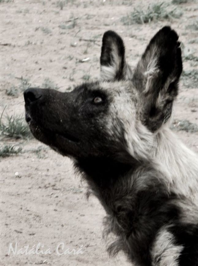 Wild Dog (Lycaon pictus) Taken in December 2015, near Windhoek, Namibia. Known as Wildehond, in Afrikaans. Africa,African painted dog,African wild dog,Canidae,Geotagged,Lycaon,Lycaon pictus,Namibia,Southern Africa,Summer,mammals,painted dog,wild dog