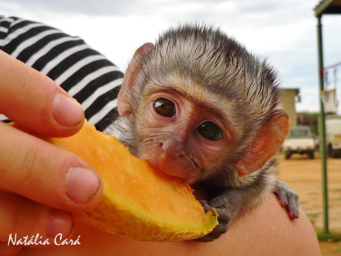 Juvenile Vervet Monkey (Ceropithecus aethiops) Orphaned Vervet Monkey, in December 2014, near Windhoek, Namibia. Known as Blouaap, in Afrikaans. Africa,Chlorocebus,Chlorocebus pygerythrus,Geotagged,Namibia,Southern Africa,Summer,Vervet monkey,baby animals,juvenile,mammals,monkey,primate,vervet