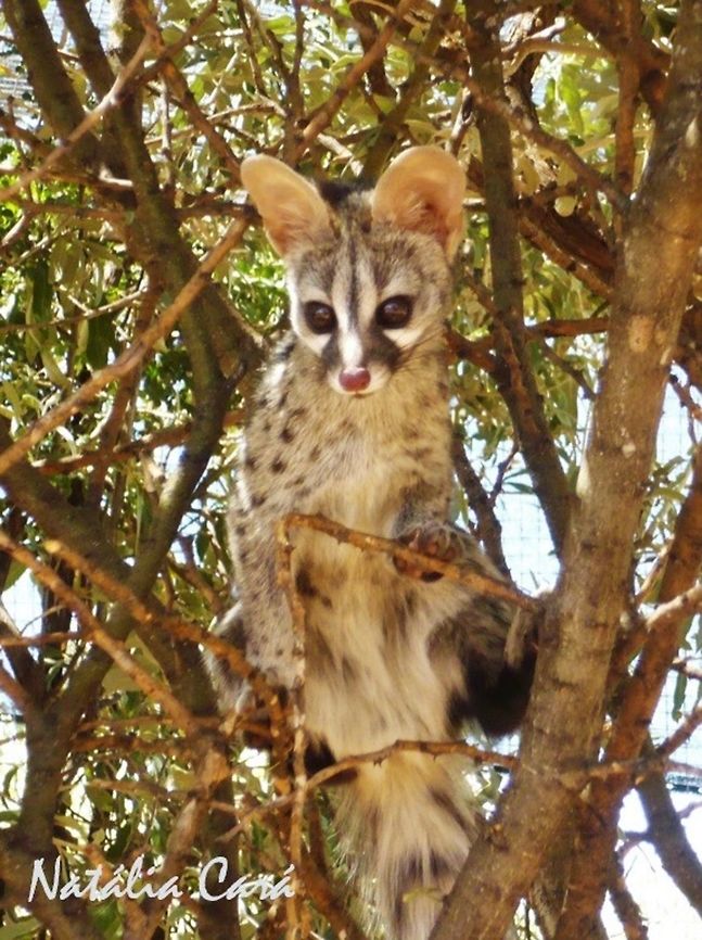 Juvenile Small-spotted Genet (Genetta genetta) Taken in February 2015, near Windhoek, Namibia. Known as Kleinkolmuskejaatkat, in Afrikaans. Africa,Common genet,Genetta,Genetta genetta,Geotagged,Namibia,Southern Africa,Summer,genet,mammals