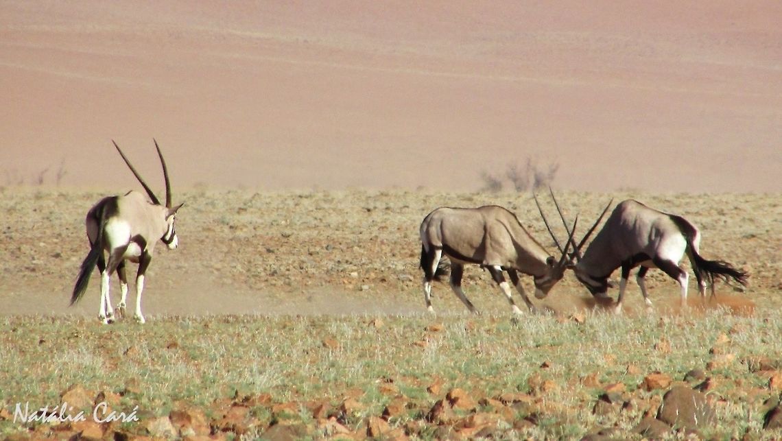 Oryx (Oryx gazella) Taken in February 2016, in Southern Namibia. Known as Gemsbok, in Afrikaans. Africa,Gemsbok,Geotagged,Namibia,Oryx gazella,Southern Africa,Summer,antelope,desert,mammals,oryx