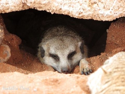 Meerkat (Suricata suricatta) Also called Suricate. Taken in December 2015, in Southern Namibia. Known as Stokstertmeerkat, in Afrikaans. Africa,Geotagged,Meerkat,Namibia,Southern Africa,Summer,Suricata suricatta,desert,mammals,suricate