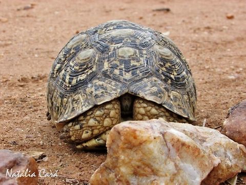 Leopard Tortoise (Stigmochelys pardalis) Taken in December 2014, near Windhoek, Namibia. Africa,Cheloniidae,Geotagged,Leopard tortoise,Namibia,Southern Africa,Stigmochelys pardalis,Summer,reptle,tortoise