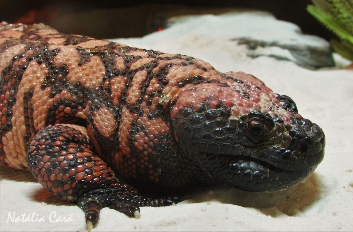 Gila Monster (Heloderma suspectumare) Taken in June 2016, at the S&atilde;o Paulo Aquarium, in Brazil. Known as Monstro-de-gila, in Portuguese. Brazil,Geotagged,Gila Monster,Heloderma,Heloderma suspectum,South America,Winter,lizard,reptile