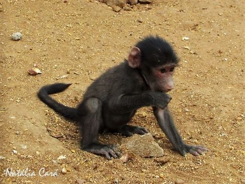 Juvenile Chacma Baboon (Papio ursinus) Taken in December 2015, near Windhoek, Namibia. Known as Kaapse Bobbejaan, in Afrikaans. Africa,Chacma baboon,Geotagged,Namibia,Papio,Papio ursinus,Southern Africa,Summer,baboon,baby animals,juvenile,mammals,primate