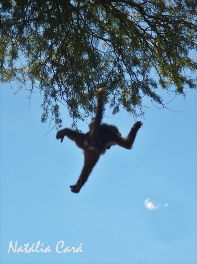 Chacma Baboon (Papio ursinus) Young Chacma Baboon playing, climbing the tree, hanging from the branches, and letting go.<br />
<br />
Taken in February 2015, near Windhoek, Namibia. Known as Kaapse Bobbejaan, in Afrikaans. Africa,Chacma baboon,Geotagged,Namibia,Papio,Papio ursinus,Southern Africa,Summer,baboon,baby animals,juvenile,mammals,primate