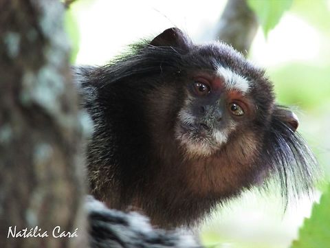 Black-tufted Marmoset (Callithrix penicillata) Taken in August 2016, in Florianópolis, Brazil. Known as Sagui-de-tufo-preto, in Portuguese. Black-tufted marmoset,Brazil,Callithrix penicillata,Callitrix,Geotagged,South America,Winter,marmoset,primates
