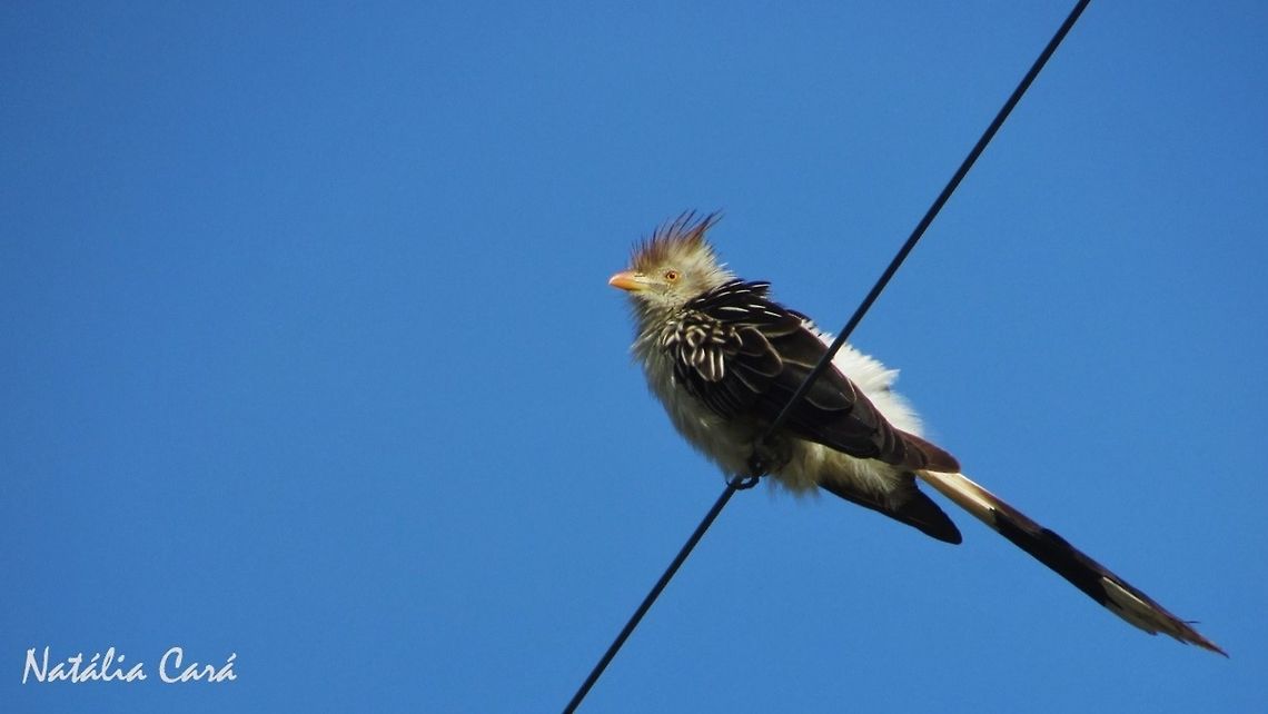 Guira Cuckoo (Guira guira) Taken in August 2016, in Florian&oacute;polis, Brazil. Known as Anu-branco, in Portuguese. Brazil,Cuculidae,Geotagged,Guira Cuckoo,Guira guira,South America,Spring,birds,cuckoo