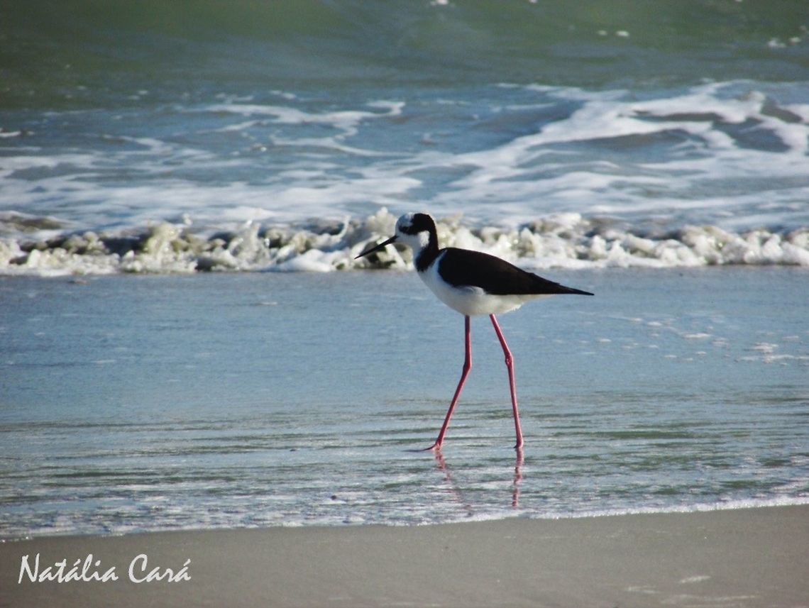 White-backed Stilt (Himantopus melanurus) Taken in August 2016, in Florian&oacute;polis, Brazil. Known as Pernilongo-de-costas-brancas, in Portuguese. Beach,Black-winged stilt,Brazil,Charadriidae,Geotagged,Himantopus himantopus,South America,Spring,birds,sea birds,white-backed stilt