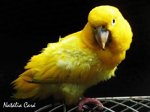 Golden Parakeet (Guaruba guarouba) Taken in August 2016, in Florian&oacute;polis, Brazil. Known as Ararajuba, in Portuguese. Brazil,Geotagged,Golden conure,Golden parakeet,Guaruba guarouba,Psittacidae,Psittaciformes,South America,Spring,birds,parakeet