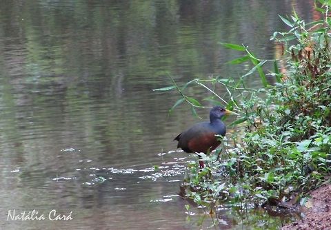 Gray-necked Wood-Rail (Aramides cajanea) Taken in August 2016, in Florianópolis, Brazil. Known as Saracura-três-potes, in Portuguese. Aramides,Aramides cajanea,Brazil,Geotagged,Grey-necked Wood Rail,Grey-necked wood rail,South America,Winter,birds,rail,wood-rail