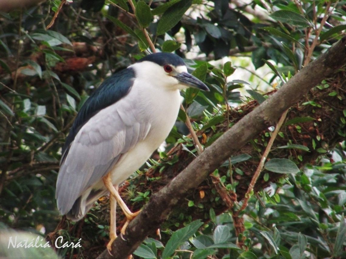 Black-crowned Night-Heron (Nycticorax nycticorax) Taken in August 2016, in Florian&oacute;polis, Brazil. Known as Soc&oacute;-dorminhoco, in Portuguese. Black-crowned night heron,Brazil,Geotagged,Nycticorax,Nycticorax nycticorax,South America,Winter,birds,heron,night-heron