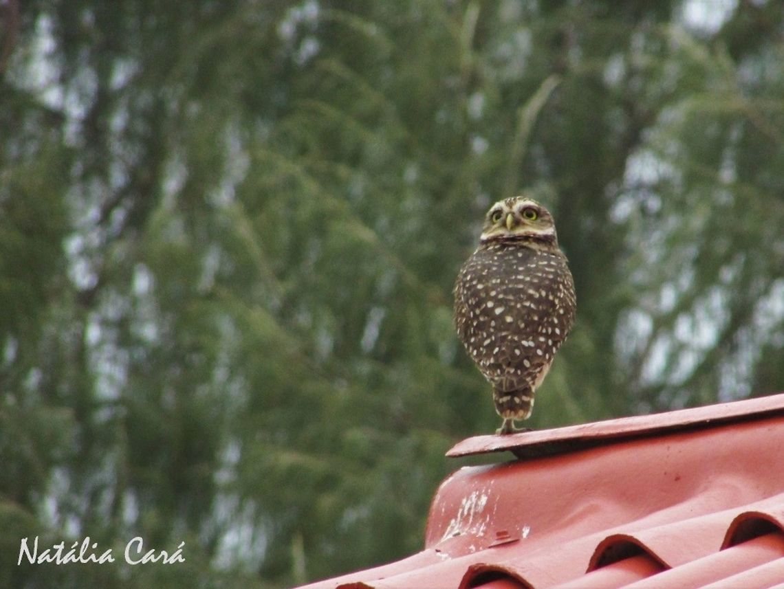 Burrowing Owl (Athene cunicularia) Taken in August 2016, in Florian&oacute;polis, Brazil. Known as Coruja-buraqueira, in Portuguese. Athene,Athene cunicularia,Brazil,Burrowing Owl,Geotagged,South America,Winter,birds,birds of prey,owl,raptors