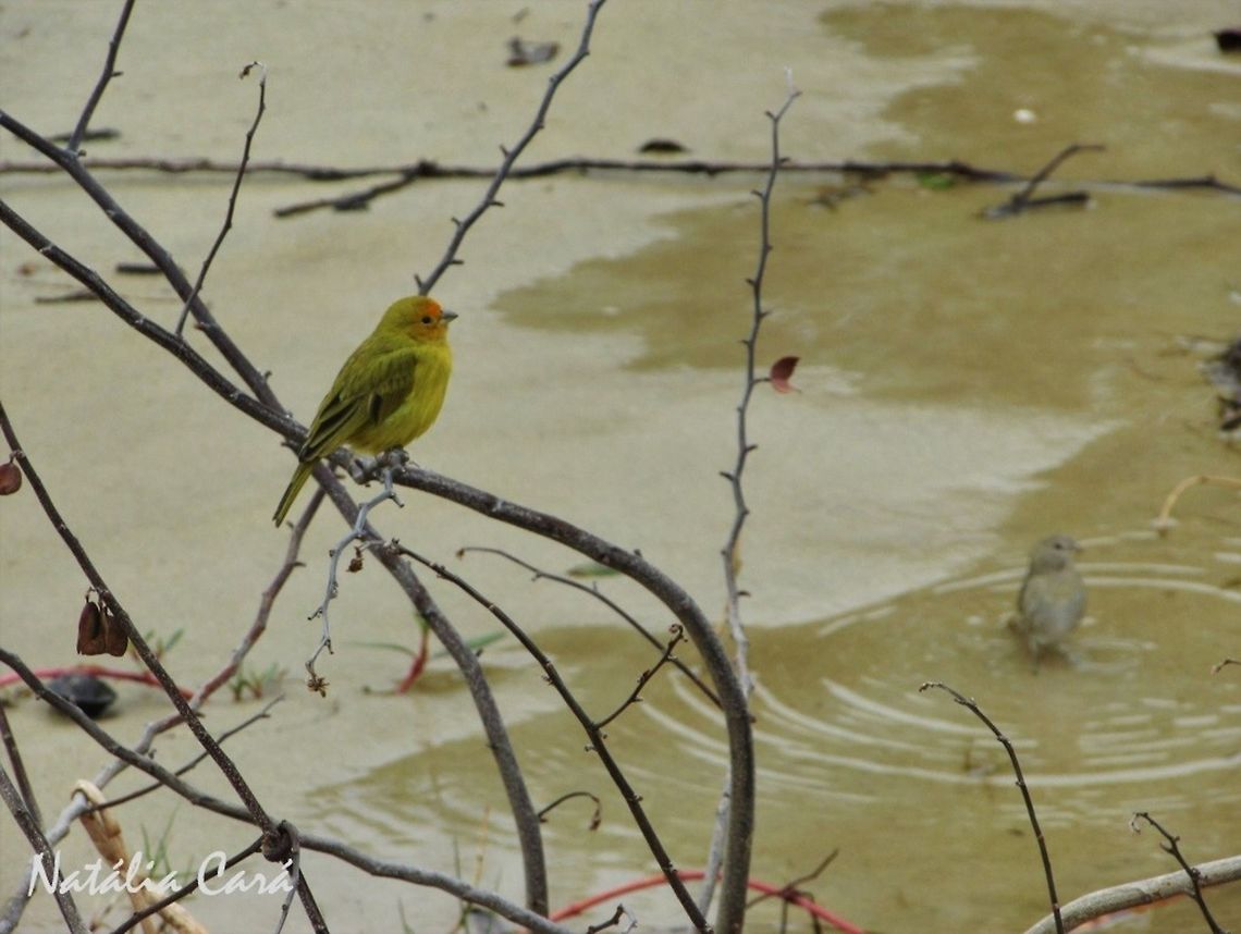 Saffron Finch (Sicalis flaveola) Taken in August 2016, in Florian&oacute;polis, Brazil. Known as Can&aacute;rio-da-terra, in Portuguese. Brazil,Geotagged,Saffron Finch,Sicalis,Sicalis flaveola,South America,Winterm finch,beach,birds