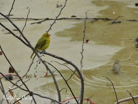 Saffron Finch (Sicalis flaveola) Taken in August 2016, in Florianópolis, Brazil. Known as Canário-da-terra, in Portuguese. Brazil,Geotagged,Saffron Finch,Sicalis,Sicalis flaveola,South America,Winterm finch,beach,birds