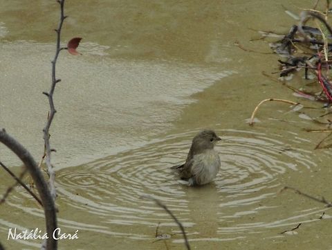 Female Saffron Finch (Sicalis flaveola) Taken in August 2016, in Florianópolis, Brazil. Known as Canário-da-terra, in Portuguese. Brazil,Geotagged,Saffron Finch,Sicalis,Sicalis flaveola,South America,Winter,beach,birds,female,finch