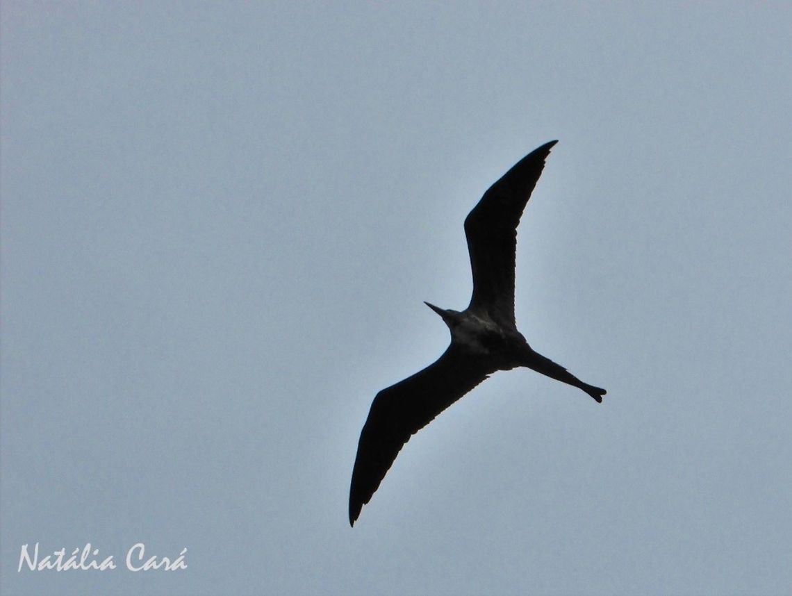 Female Magnificent Frigatebird (Fregata magnificens) Taken in August 2016, in Florian&oacute;polis, Brazil. Known as Fragata, in Portuguese. Brazil,Fregata magnificens,Geotagged,Magnificent Frigatebird,South America,Winter,birds,frigatebird,sea birds