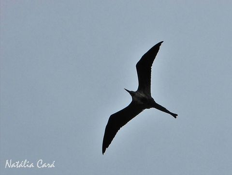 Female Magnificent Frigatebird (Fregata magnificens) Taken in August 2016, in Florianópolis, Brazil. Known as Fragata, in Portuguese. Brazil,Fregata magnificens,Geotagged,Magnificent Frigatebird,South America,Winter,birds,frigatebird,sea birds