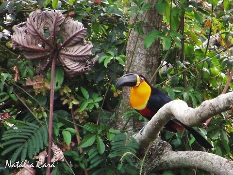 Channel-billed Toucan (Ramphastos vitellinus ariel) Taken in August 2016, in Florian&oacute;polis, Brazil. Known as Tucano-de-bico-preto, in Portuguese. Brazil,Channel-billed Toucan,Geotagged,Ramphastos,Ramphastos vitellinus,South America,Winter,birds,toucan