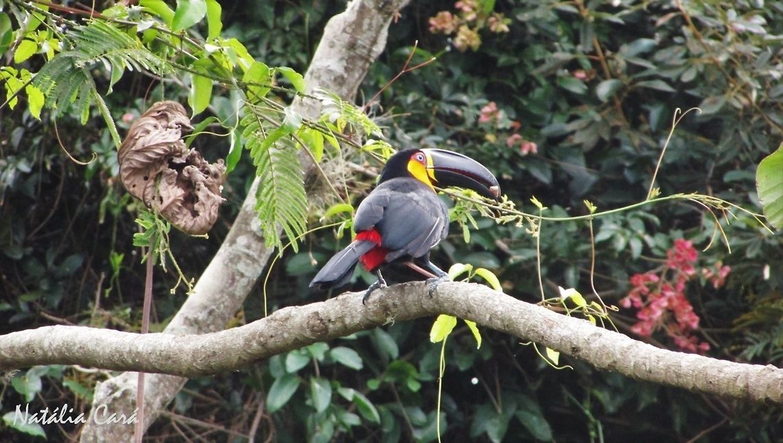 Channel-billed Toucan (Ramphastos vitellinus ariel) Taken in August 2016, in Florian&oacute;polis, Brazil. Known as Tucano-de-bico-preto, in Portuguese. Brazil,Channel-billed Toucan,Geotagged,Ramphastos,Ramphastos vitellinus,South America,Toco Toucan,Winter,birds