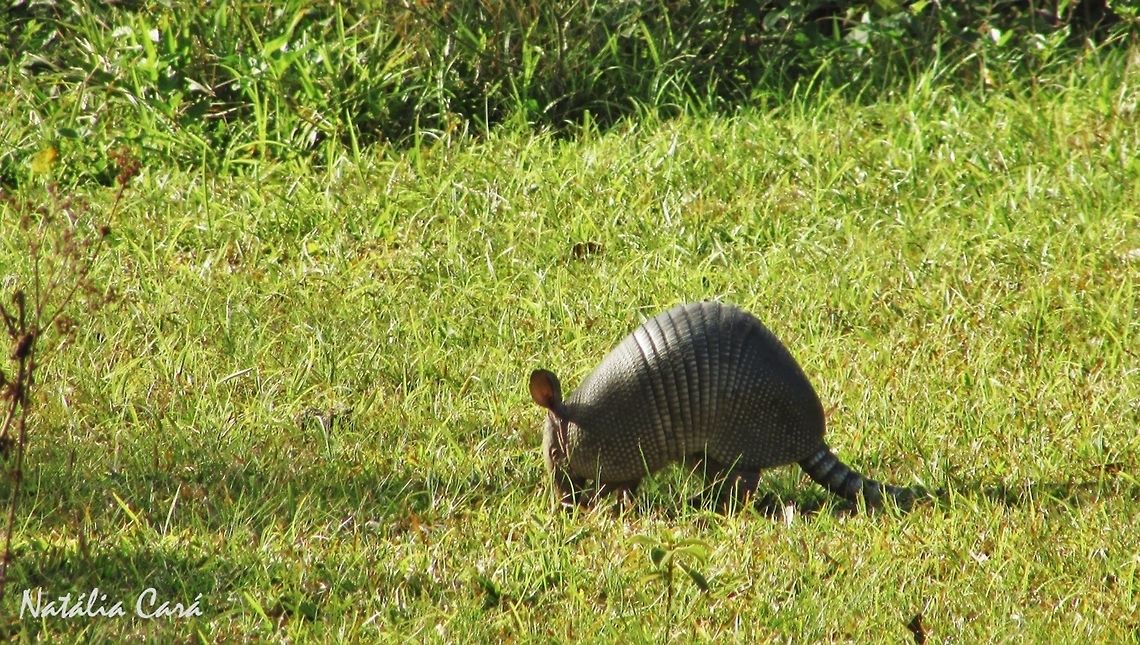 Nine-banded Armadillo (Dasypus novemcinctus) Taken in August 2016, in Florian&oacute;polis, Brazil. Known as Tatu-galinha, in Portuguese. Brazil,Dasypus,Dasypus novemcinctus,Geotagged,Nine-banded armadillo,South America,Winter,armadillo,mammal
