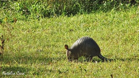 Nine-banded Armadillo (Dasypus novemcinctus) Taken in August 2016, in Florianópolis, Brazil. Known as Tatu-galinha, in Portuguese. Brazil,Dasypus,Dasypus novemcinctus,Geotagged,Nine-banded armadillo,South America,Winter,armadillo,mammal
