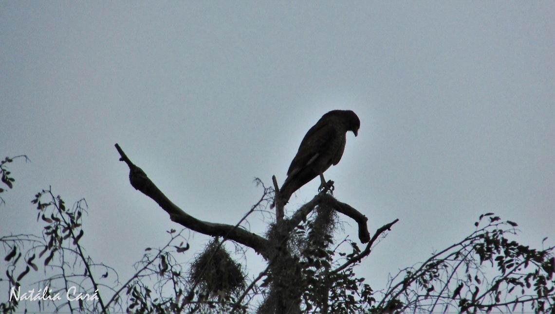 Chimango Caracara (Milvago chimango) Taken in August 2016, in Florian&oacute;polis, Brazil. Known as Chimango, in Portuguese. Brazil,Chimango Caracara,Geotagged,Milvago chimango,South America,Winter,birds,birds of prey,caracara,raptors