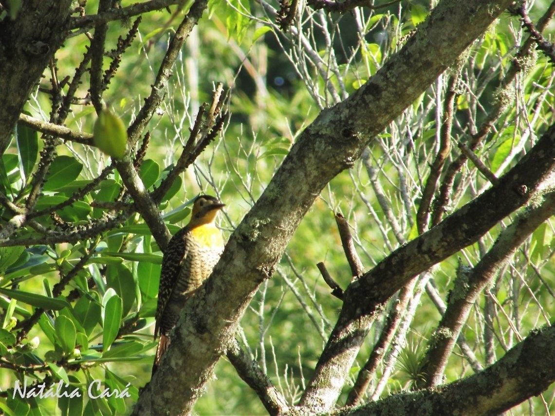 Field Flicker (Colaptes campestroides) Taken in August 2016, in Florian&oacute;polis, Brazil. Also considered a subspecies of the Campo Flicker (Claptes campestris). Known as Pica-pau-do-campo, in Portuguese. Brazil,Campo flicker,Colaptes campestris,Geotagged,South America,Winter,birds,flicker,woodpecker