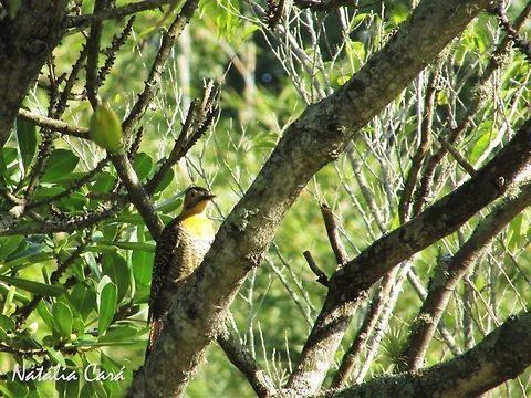Field Flicker (Colaptes campestroides) Taken in August 2016, in Florianópolis, Brazil. Also considered a subspecies of the Campo Flicker (Claptes campestris). Known as Pica-pau-do-campo, in Portuguese. Brazil,Campo flicker,Colaptes campestris,Geotagged,South America,Winter,birds,flicker,woodpecker